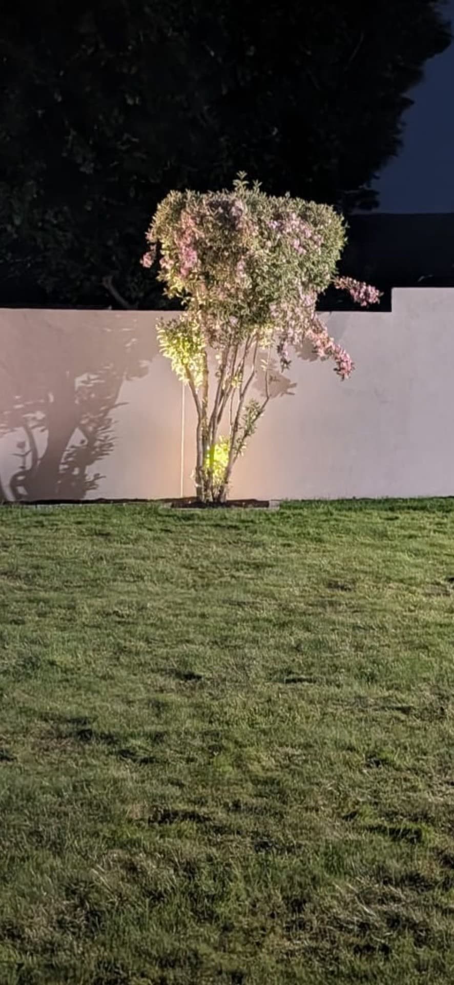 Garden tree uplight installation